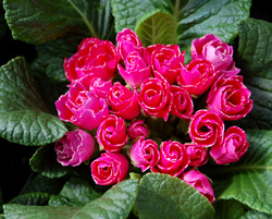 hot pink-primrose cu_1268