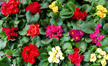 Primroses