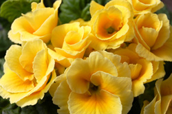 yellow primrose cu_1272