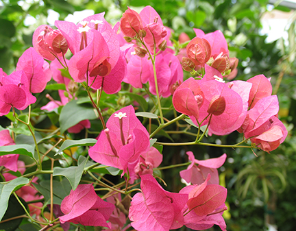 bougainZINA