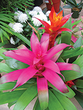 bromeliadsSM2