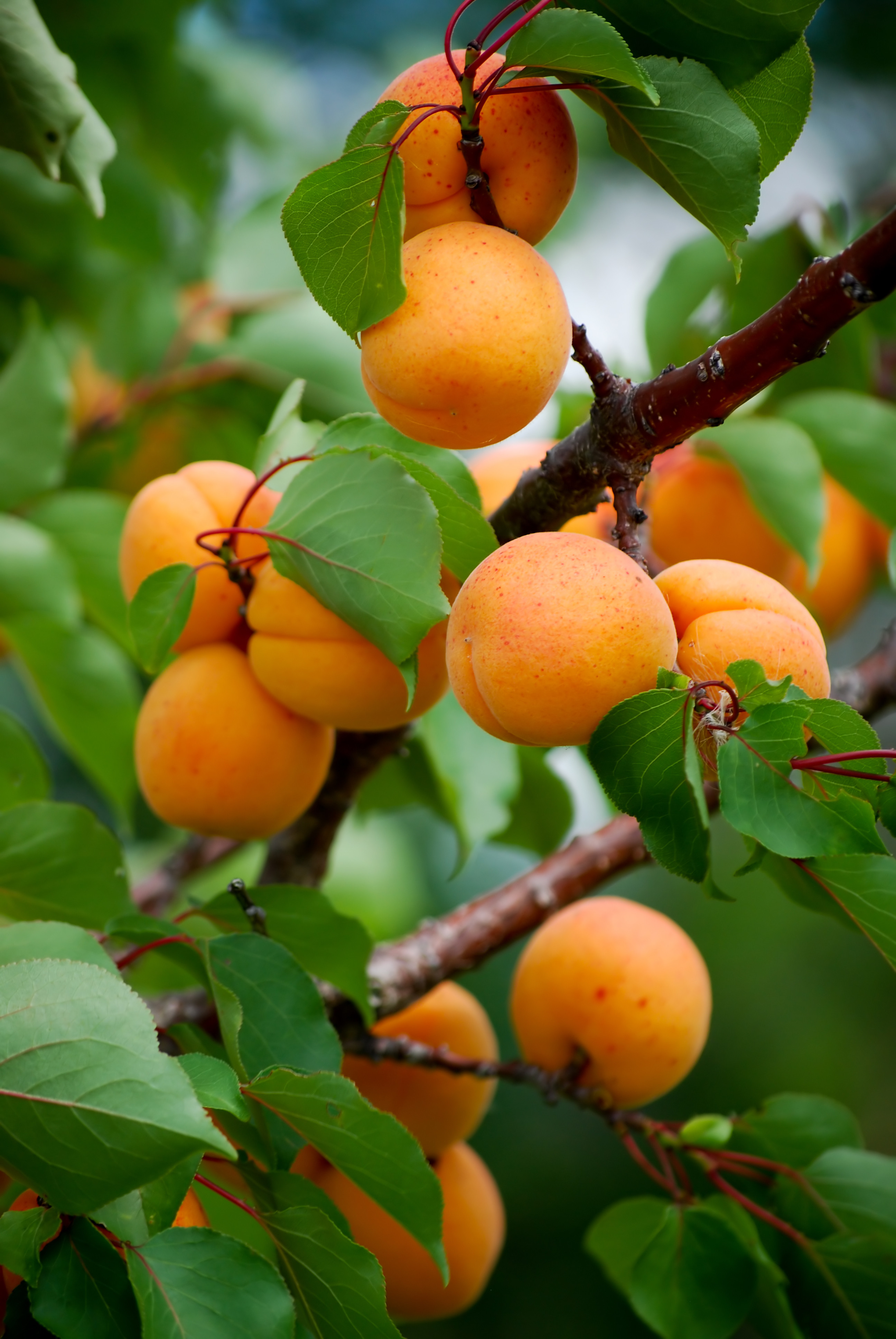 Chinese Apricot