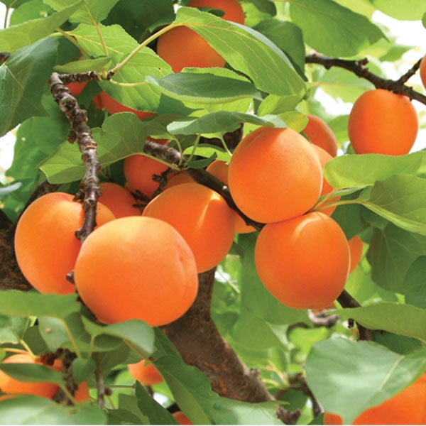 Moorpark Apricot