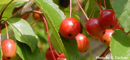 Crab Apple (Whitney)