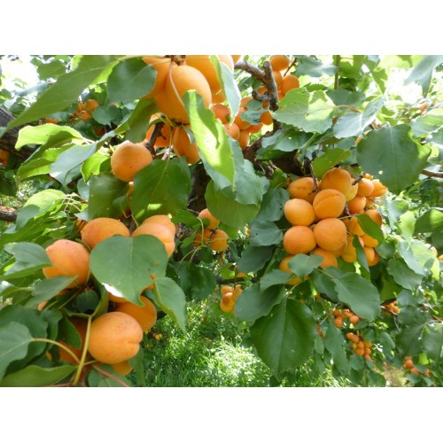 Tilton Apricot