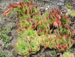 1280px-Sempervivum_heuffelii-1web