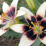 320px-Lilium_Cappuccino-web