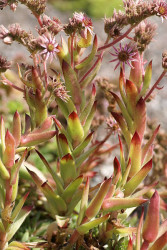 401px-Sempervivum_kindingeri_01-web