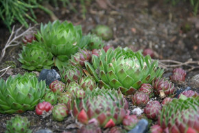 640px-Sempervivum-web