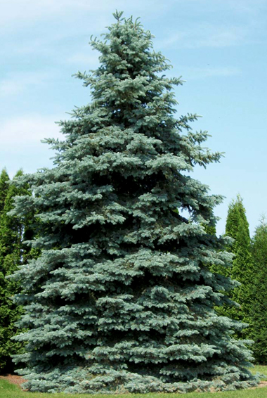 Colorado Blue Spruce