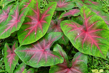 Caladium or Elephant Ear