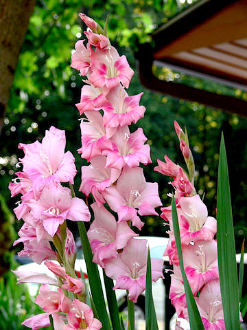 Gladiolus