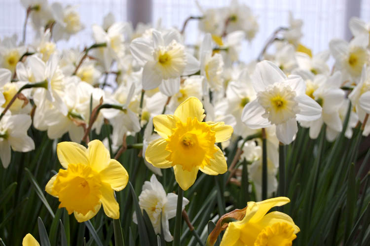 Daffodil or Jonquil