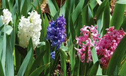 hyacinth-3-colors-web