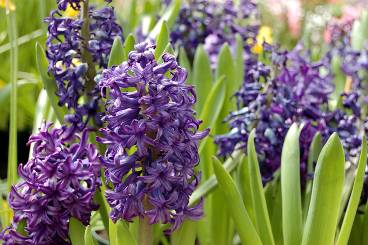 Hyacinth