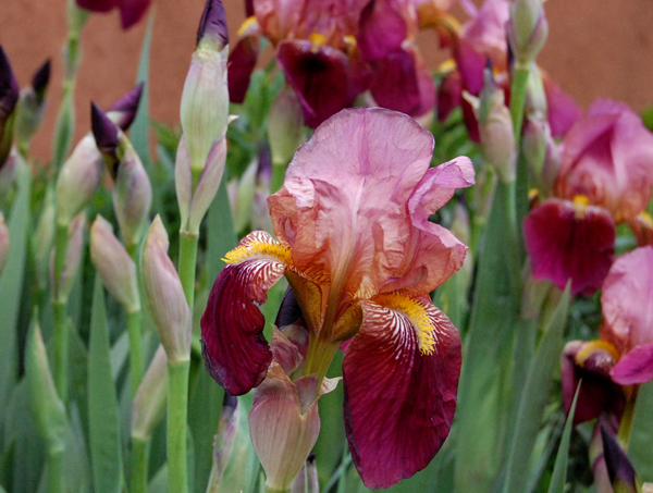 Bearded Iris