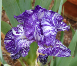 purple-white-iris-cu-rj-web_1037