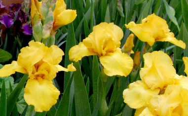 yellow-iris-cropped-rj-web_1013