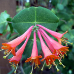 640px-Lonicera_×_brownii_'Dropmore_Scarlet' wiki