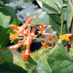 Mandarin honeysuckle-cropped_2316