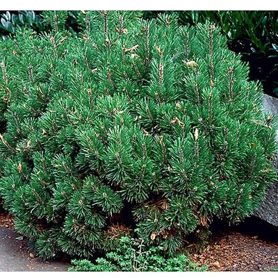 Dwarf Mugo Pine