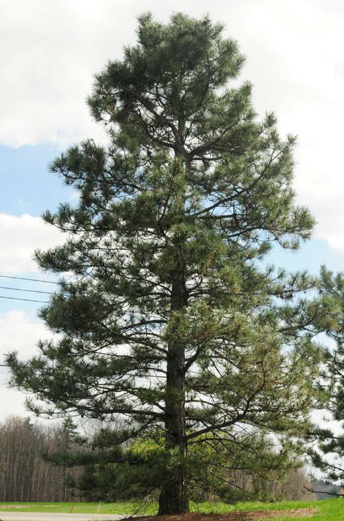 Ponderosa Pine