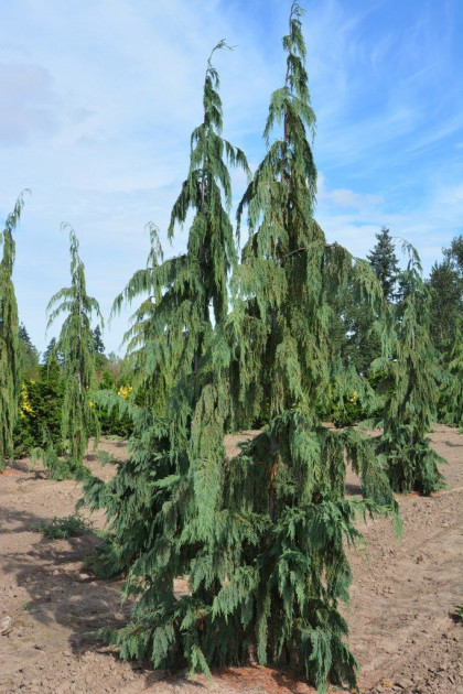 Weeping Alaskan Cedar