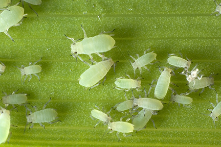 aphids