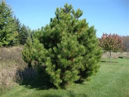 austrian pine 2