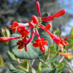 honeysuckle-cu-72dpi_2129