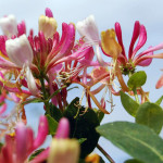 honeysuckle- winchester-pixabay