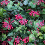 lonicera-sempervirens-Major-Wheeler