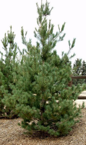 Southwestern White Pine