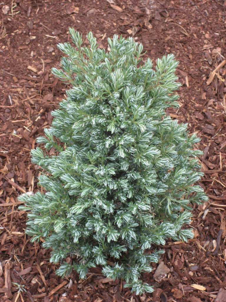 Swara Cypress