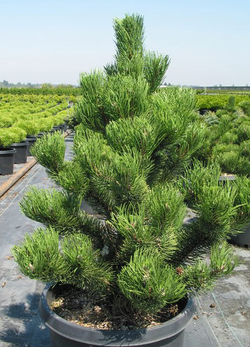 Austrian Pine