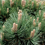 austrian-pine-rj-web_1562-150x150