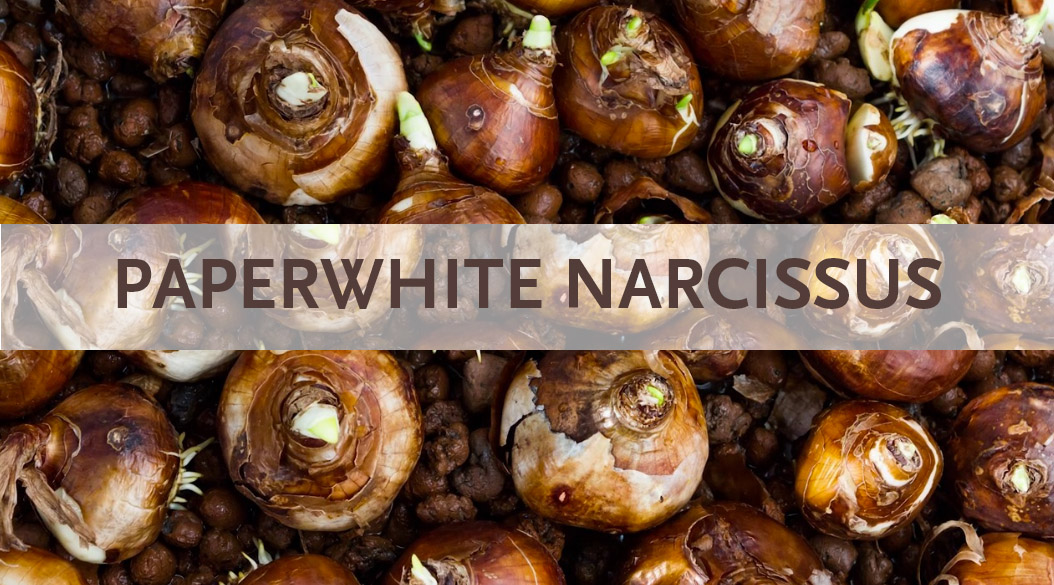 paperwhiteheader