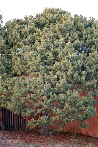 Piñon Pine