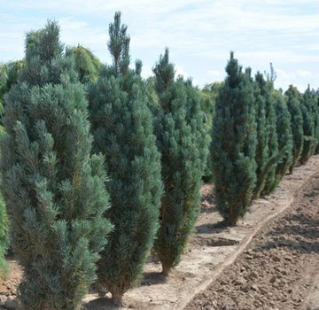 Columnar Scotch Pine