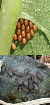 squash-bugs