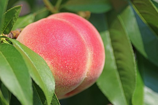 Belle of Georgia Peach