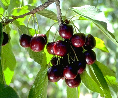 Black Tartarian Cherry