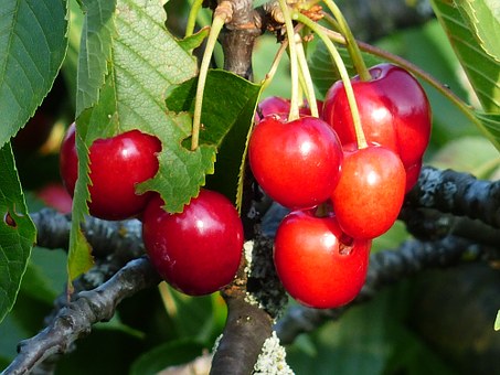 Bing Cherry