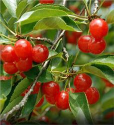 Montmorency Cherry