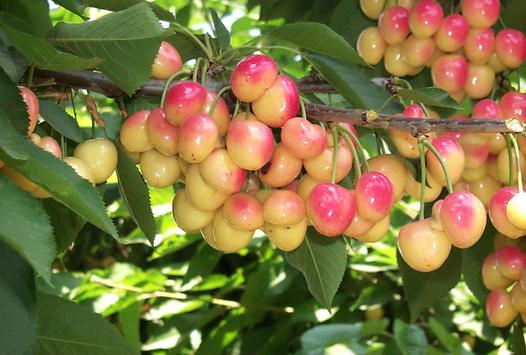 Royal Ann Cherry - Payne's Nurseries