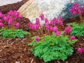 Mulching landscape beds FAQs