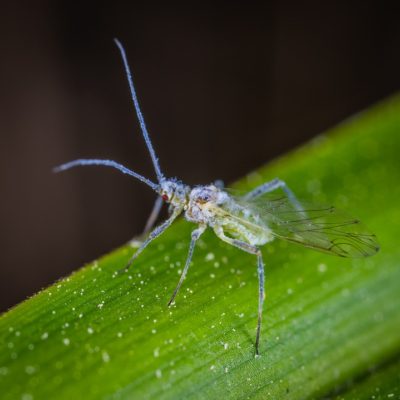 aphid2