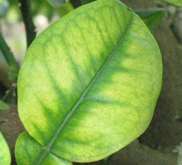 chlorosis