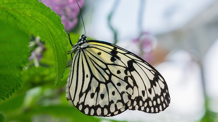 pollinator-garden