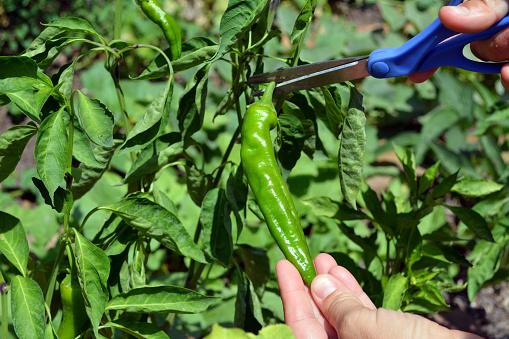 harvesting green chile-1